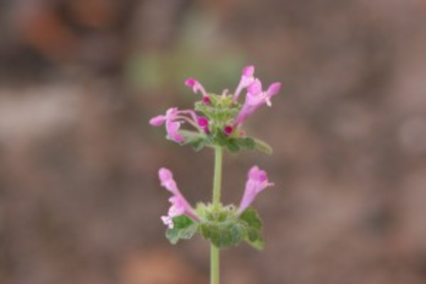 The photo is of a henbit flower.  It is a pink to purple tube-shaped flower.
