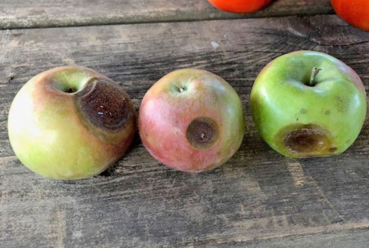 bitter rot symptoms