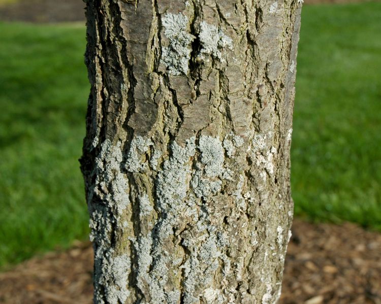 Grayish green moss-like organisms called lichens on a maple trunk.