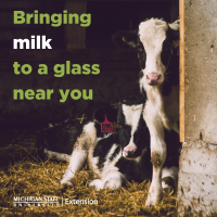 Two calves in barn