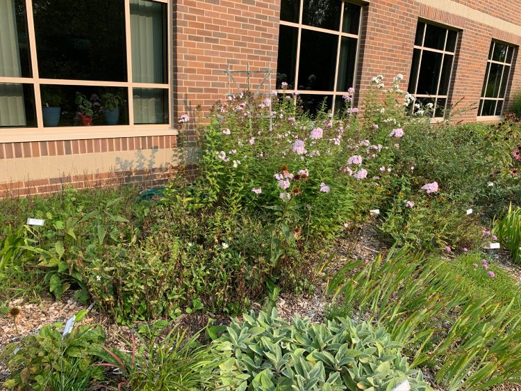 Daisies and phlox growing in front of a brick building.