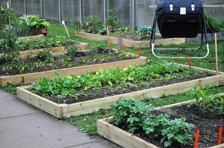 The All-American Selections is the “standard” for getting a new flower or vegetable seeds to market. Learn more about these important seed trials.