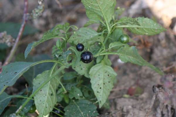 The photo is of an eastern black nightshade plant with green, alternate leaves and glossy, black berries.