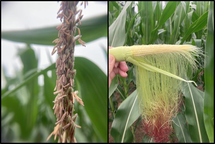a corn tassel (left) and corn silk (right) both with green corn leaves in the background