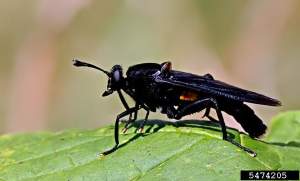 Michigan insects in the garden – Season 2 Week 10: Mydas flies