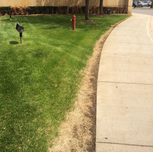A large patch of green grass next to a sidewalk. The grass growing next to the sidewalk is brown.