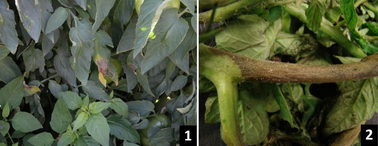 Late blight disease symptoms include brown blighting of tomato leaves (left photo) and stems (right photo).