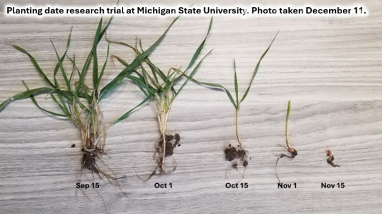 green small wheat plants with roots in different stages text on photo reflected in caption