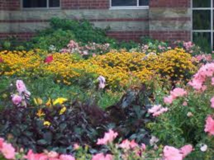 Starting perennials from seed is a great and inexpensive way to add new varieties to your garden!
