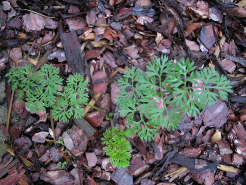  wild carrot5.jpg 