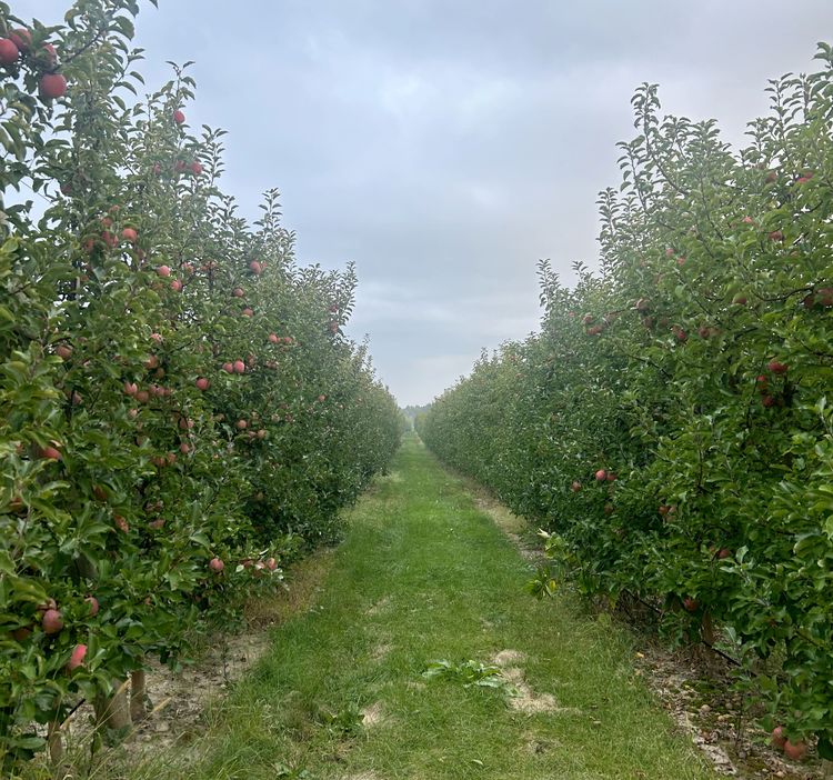 A Fuji apple orchard. Apples are mature.
