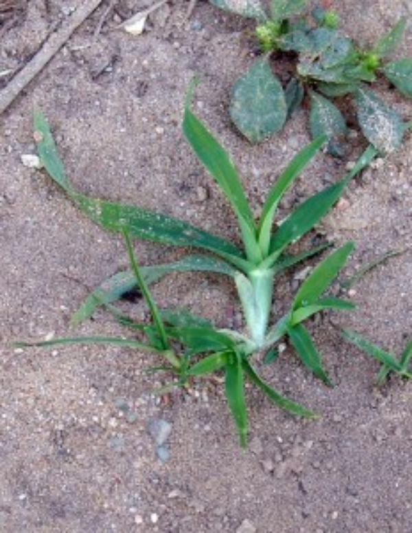 The image is of a young, large crabgrass plant growing in soil.