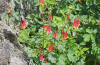 Columbine