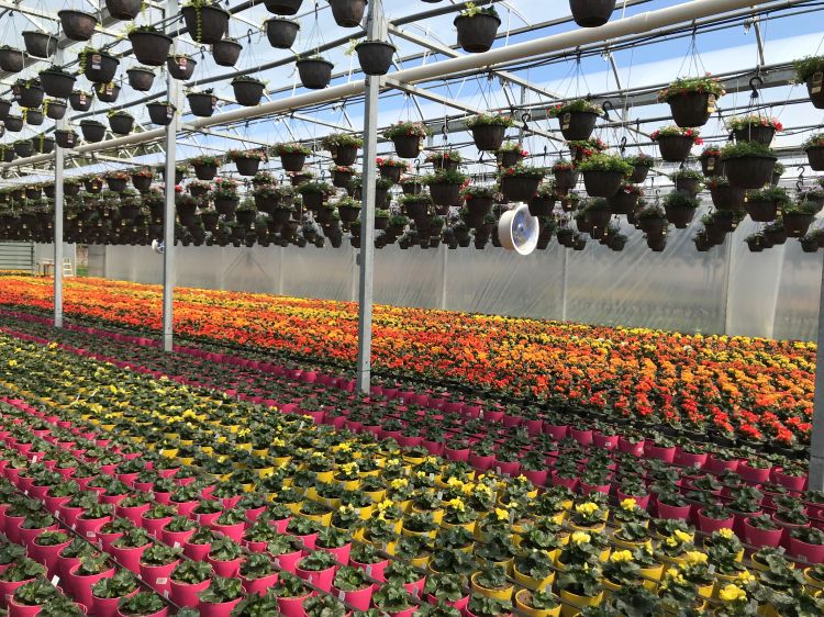 Greenhouse plants growing in a greenhouse.