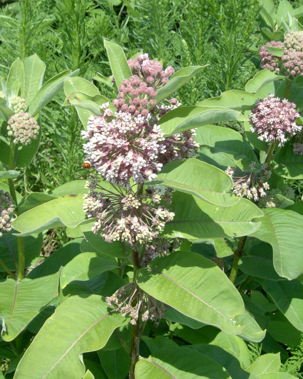 The photo shows a common milkweed plant with green, oblong leaves and purple-to-pink flowers in ball-like clusters.
