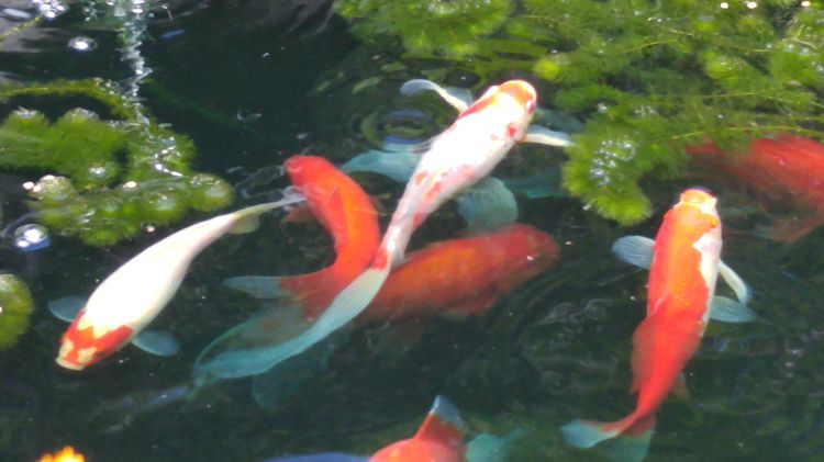 Goldfish pond with blue aquatic dye. Photo by Beth Clawson
