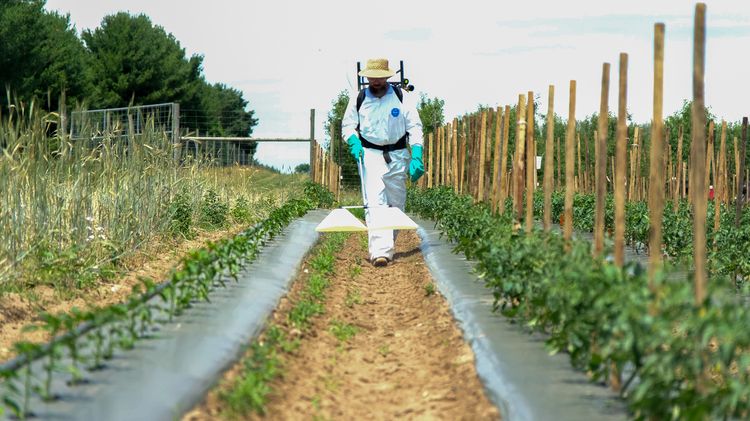 Person wearing protective gloves and shoe covers spraying pesticide on crops