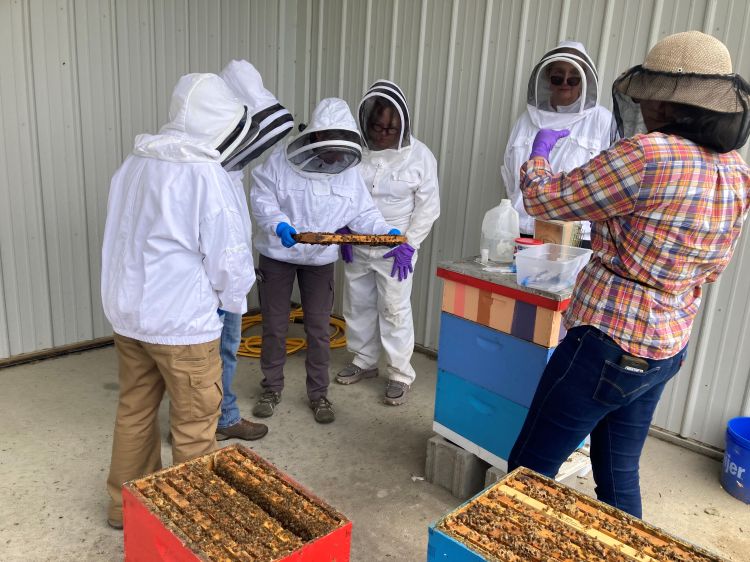 A group of people gather around an open beehive and examine a frame.
