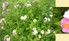 Michigan or climbing rose