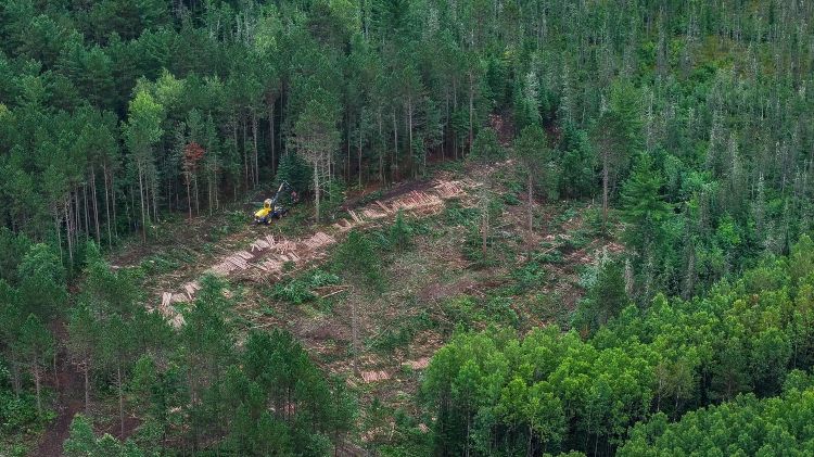 Photograph showing a forest area with a cleared path where a yellow excavator is working, clearing land and harvesting lumber. Dense green trees surround the cleared section.