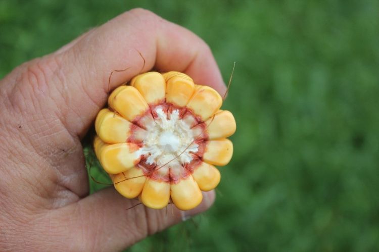June planted corn