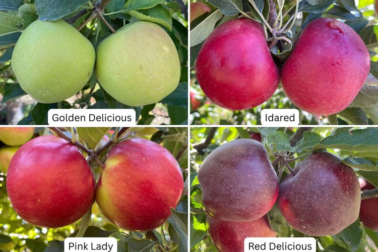 Golden Delicious, Red Delicious, Idared, and Pink Lady apple fruit