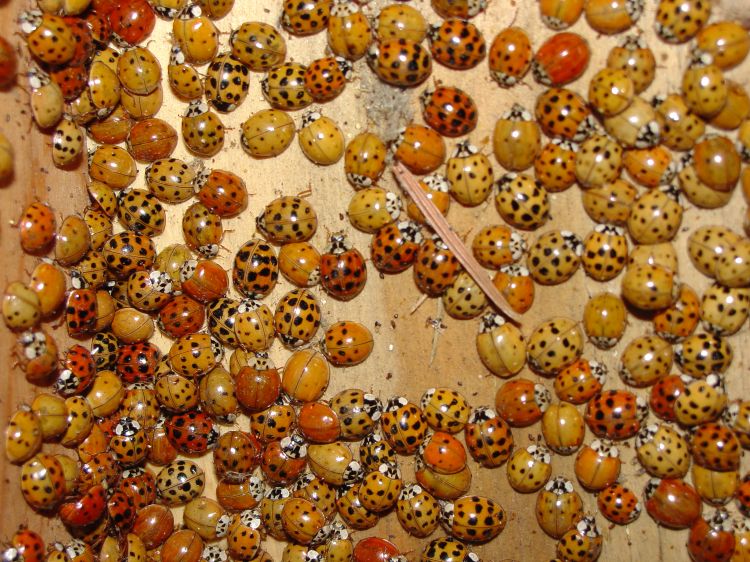 Many multicolored Asian lady beetles.