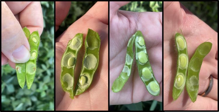 Hands holding various soybean pods.