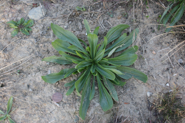 Buckhorn-plantain rosette in soil.  The leaves are narrow, linear, and elongated with parallel veins.
