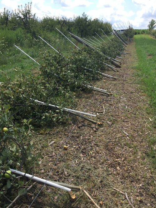 High winds Thursday August 2 blew over this high density apple trellis, snapping the heavy support posts and breaking the trees at the graft union.