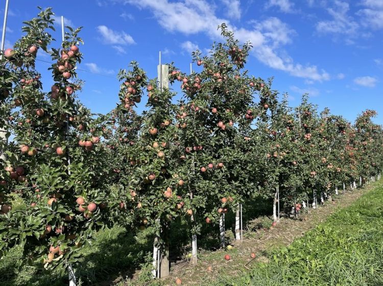 An apple orchard.
