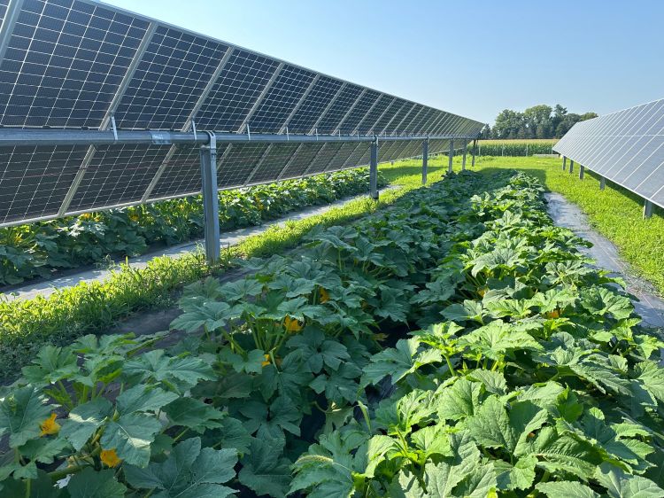 solar panels in a squash field