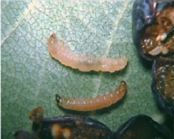Fig. 9. Arriba, larva del gusano del CBFW de color amarillo pajizo. Abajo, la larva del CFW m&aacute;s peque&ntilde;a que la del CBFW y de color rosado.