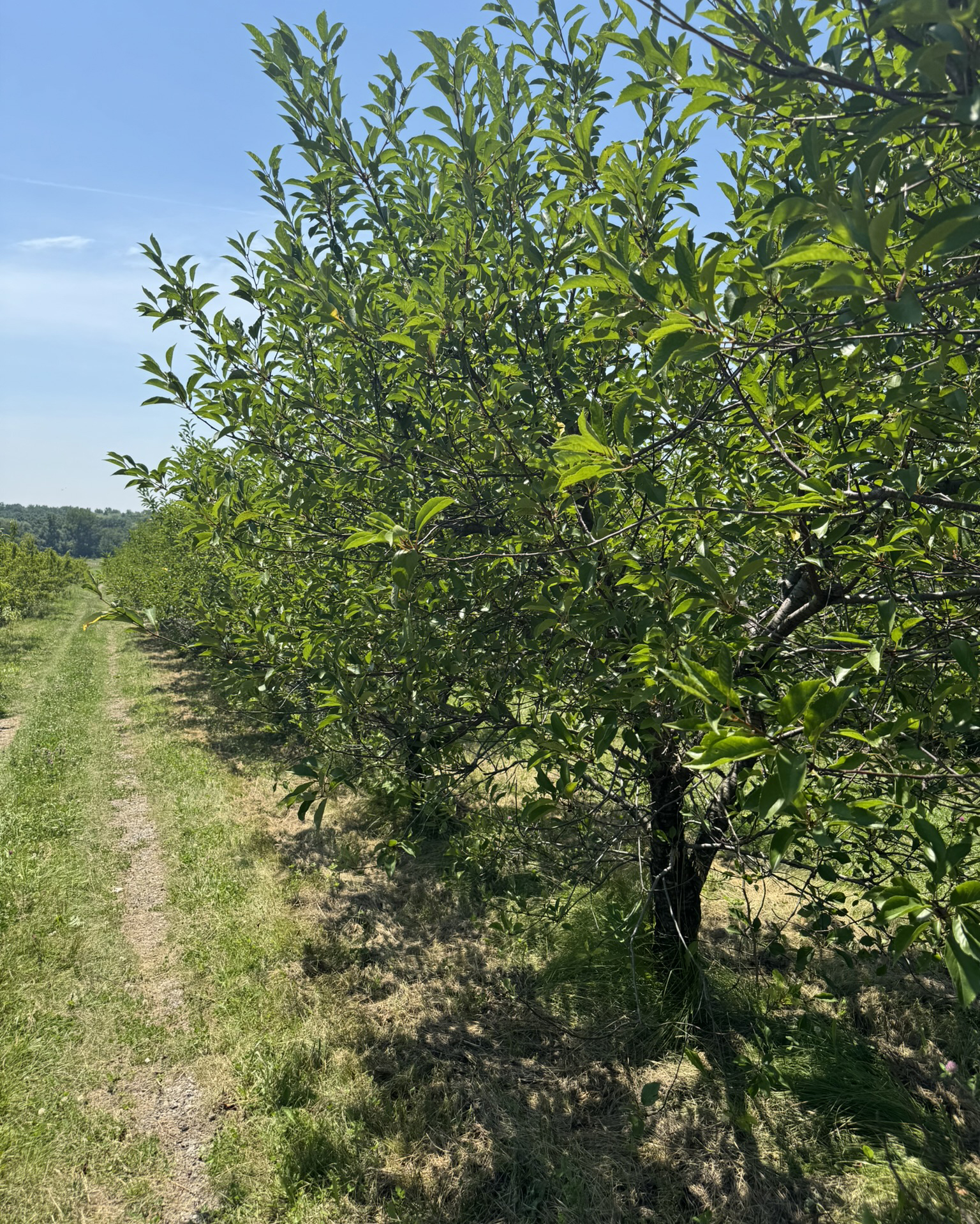 Row of harvest cherry trees.