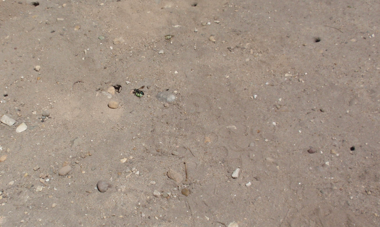 A wasp carrying a stink bug back to its nest in the ground.
