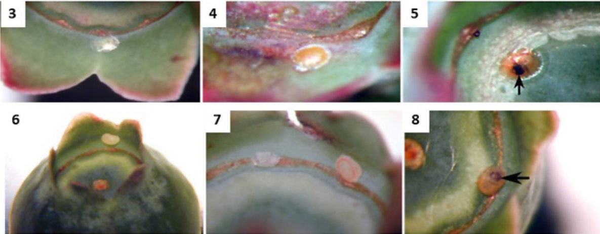 Figs. 3-8. Estas fotograf&iacute;as muestran, los huevos del CFW (3-5) y los del CBFW (6-8). Al principio, los huevos del CFW son blancos y brillantes (3); y cambian a color naranja cuando maduran (4). Los huevos del CBFW son opacos (6), y cambian de color al madurar (7). En ambas especies, la c&aacute;psula oscura de la cabeza de las larvas en desarrollo est&aacute; visible dentro del huevo cuando maduran (5 y 8).