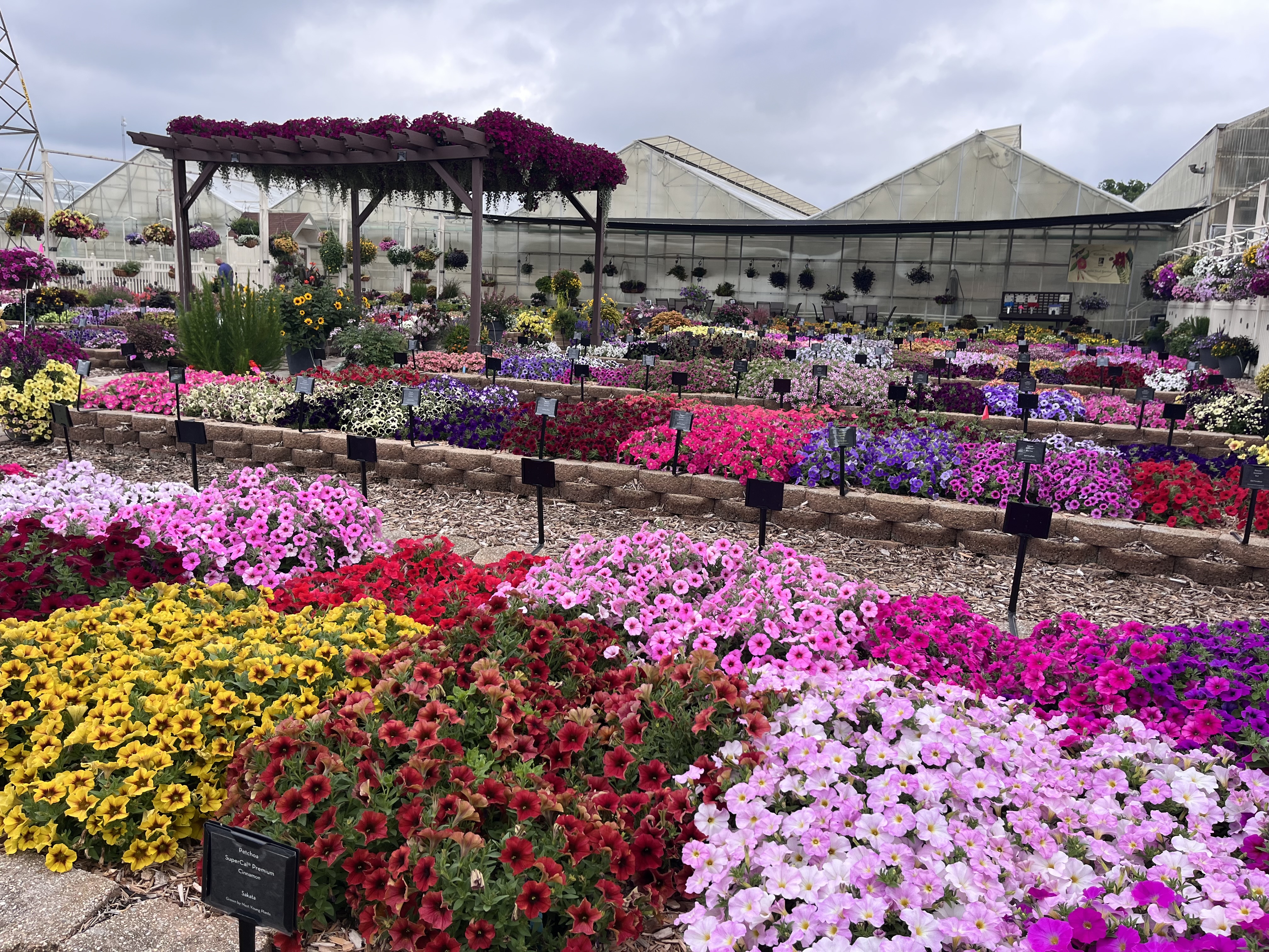 Rows of colorful flowering trial beds outside a greenhouse, showcasing masses of petunias, calibrachoa, and other annuals in bright mixed colors. A pergola draped with flowers stands in the center.