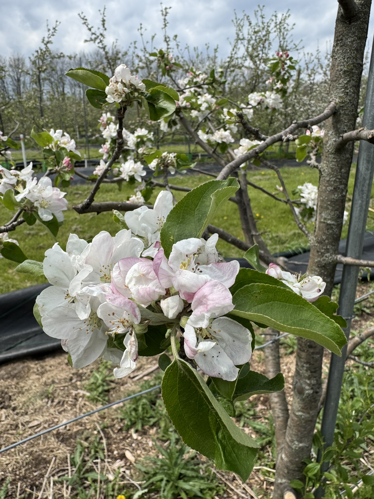 Apple_Zestar_Tollgate_April24_2026.JPEG