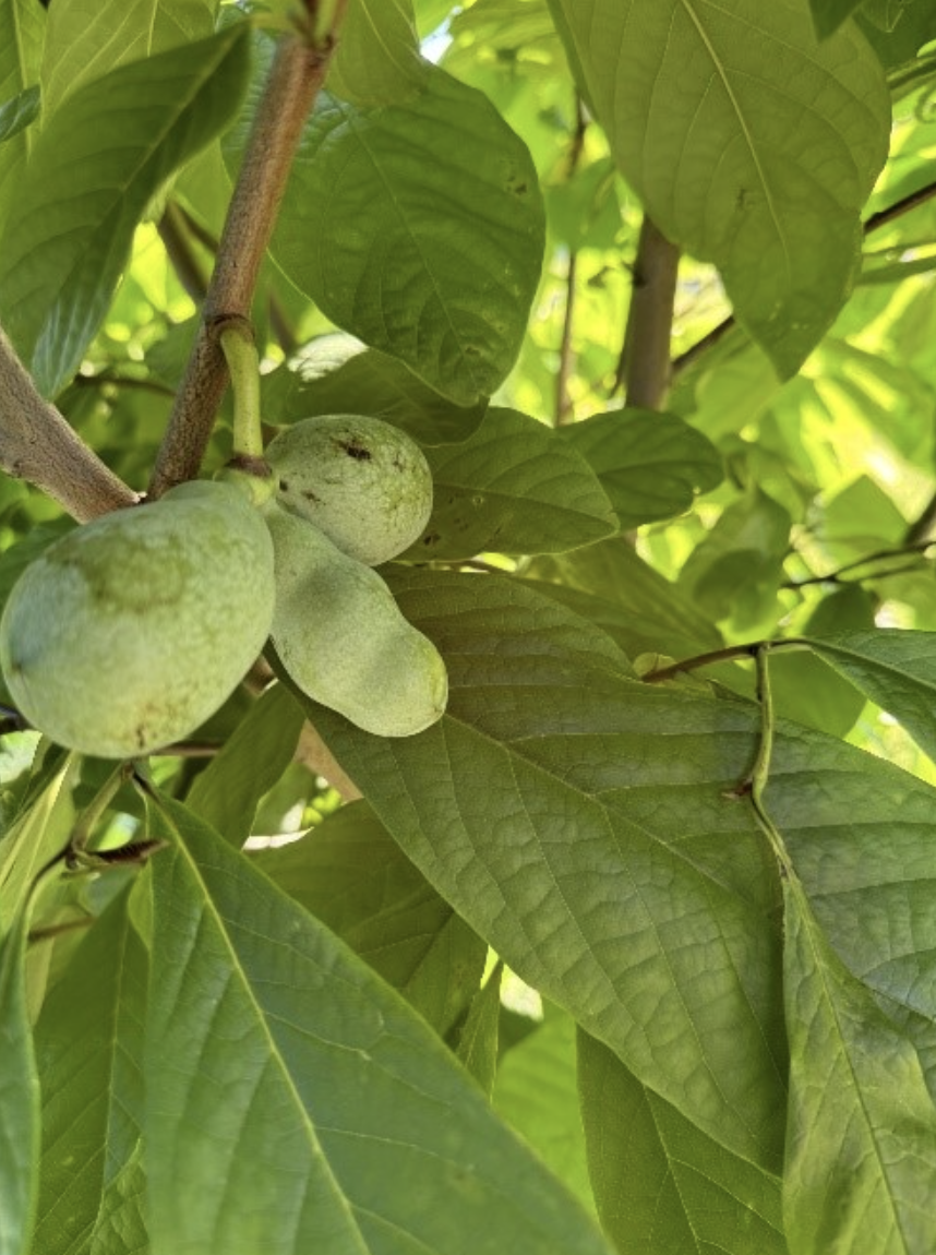 MSU_Extension_PawPaw_Plotkowski.png