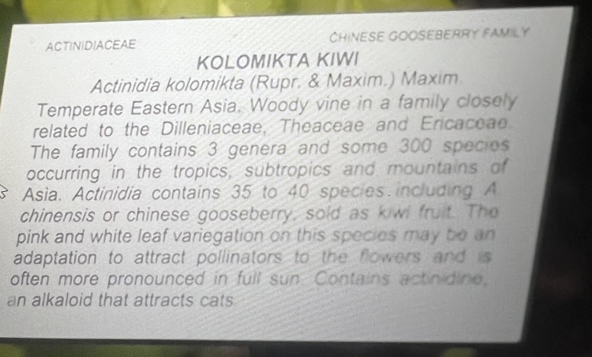 KiwiPlaque.jpeg