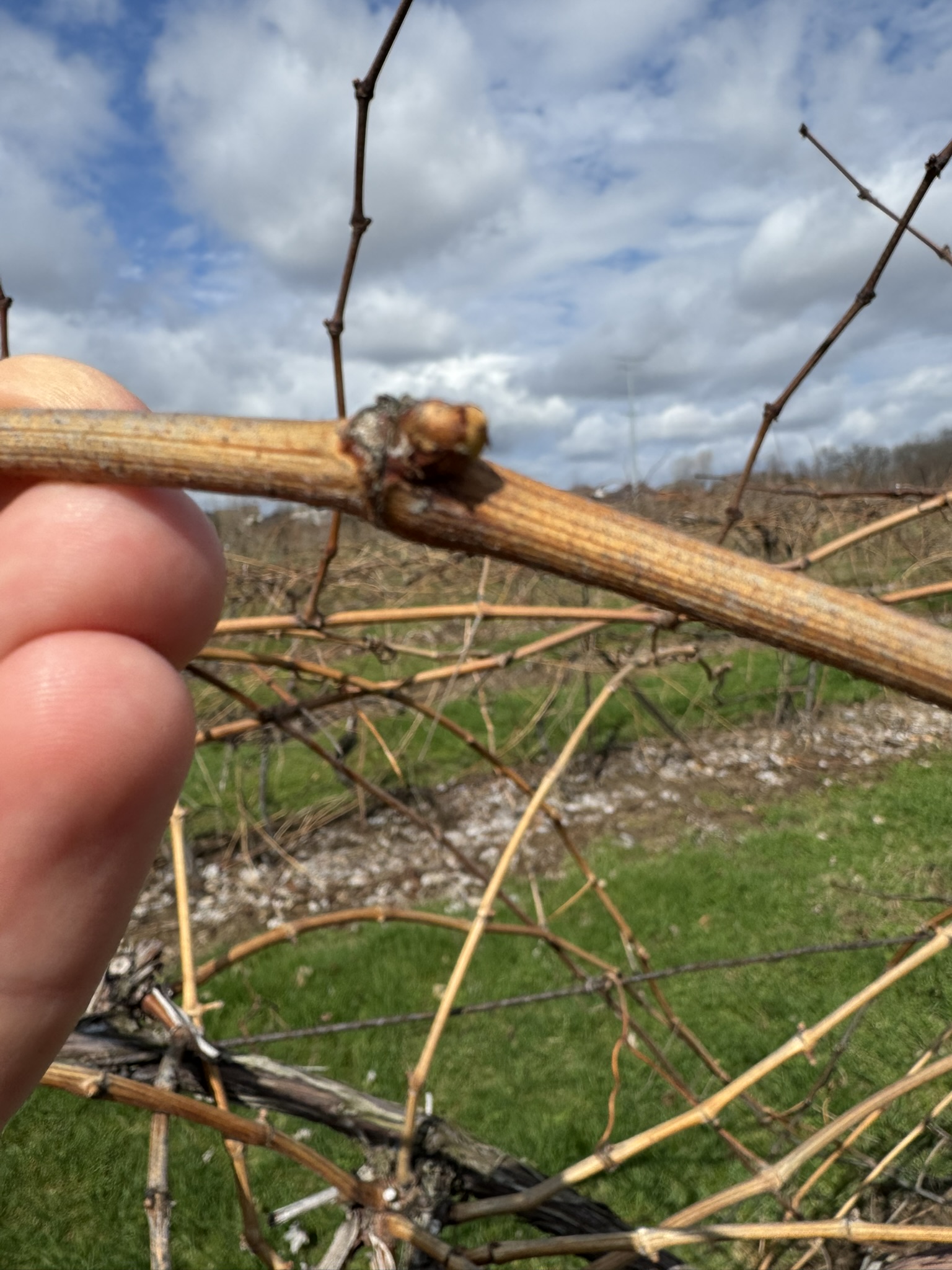 Grape_Fredonia_Verellen_April_13_2026.JPEG