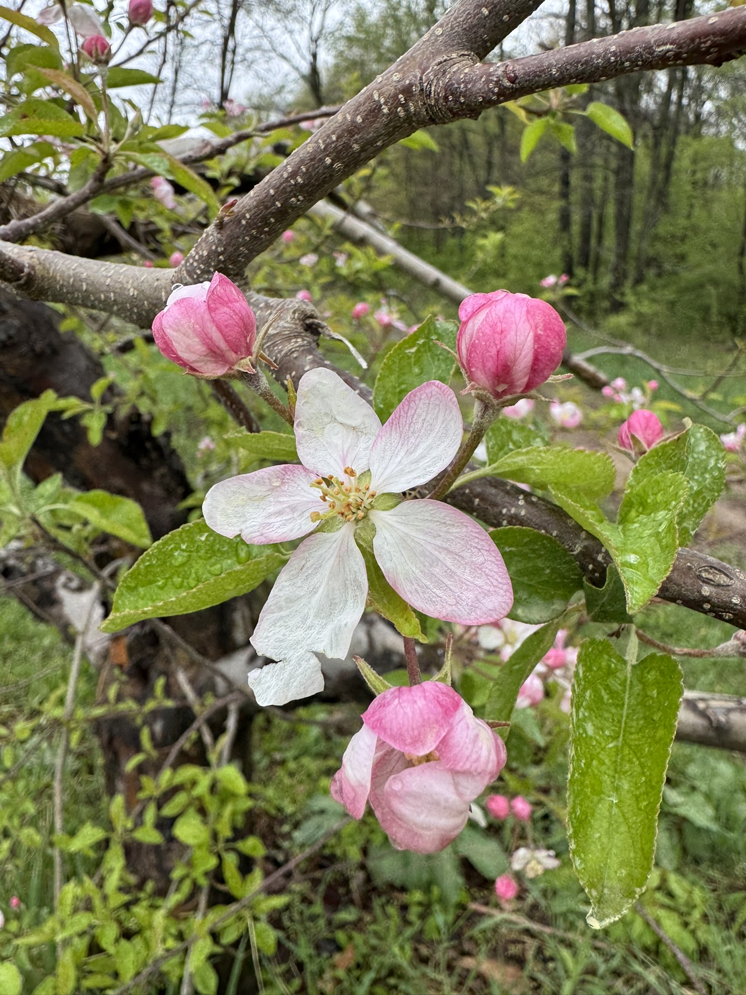 Apple_NorthernSPy_Spicers_May5_2025.JPEG