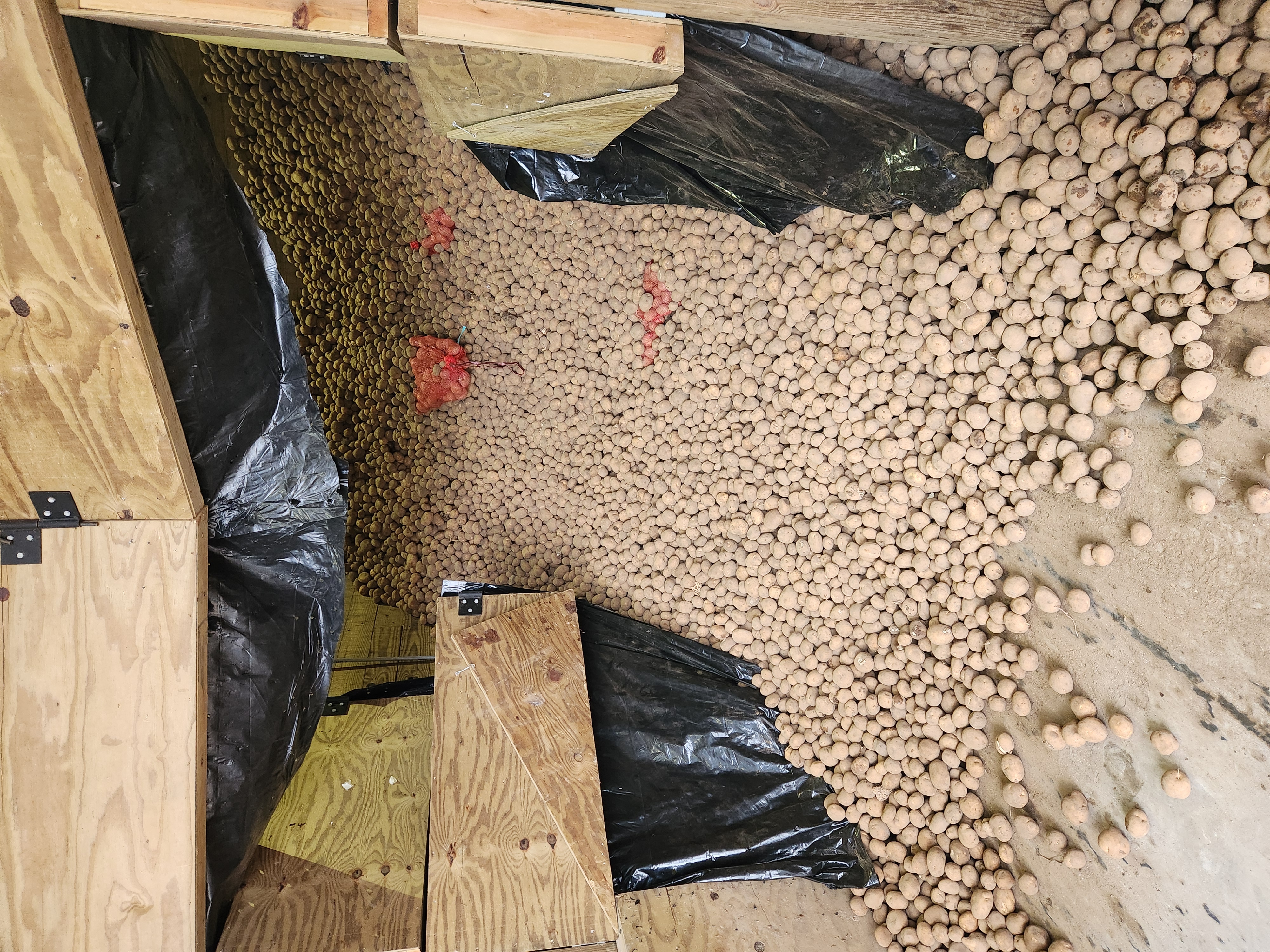 MRC Piled Potatoes
