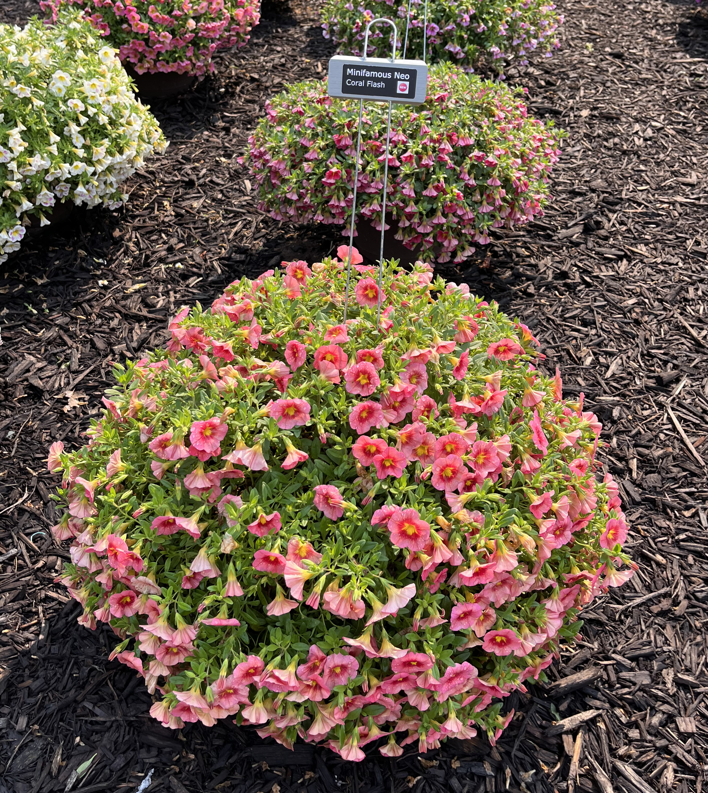 A mounded pot of Calibrachoa &lsquo;Minifamous Neo Coral Flash&rsquo; with a dense display of coral-pink trumpet-shaped flowers with yellow throats. Other colorful Calibrachoa varieties are visible in the background.