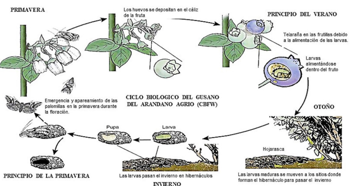 Fig. 11. Ciclo biol&oacute;gico del ar&aacute;ndano agrio (CBFW)