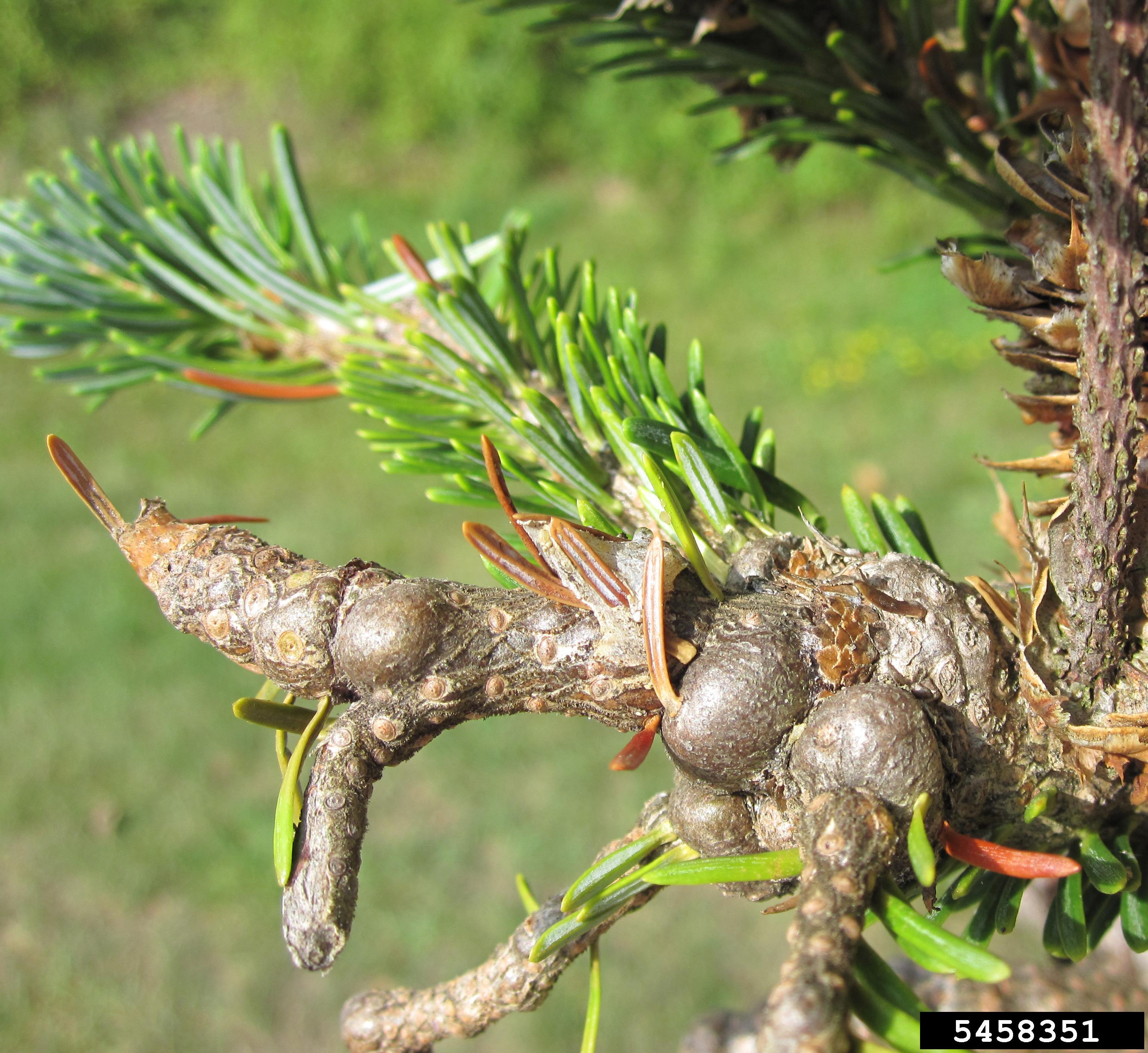 Balsam woolly adelgid on limb.