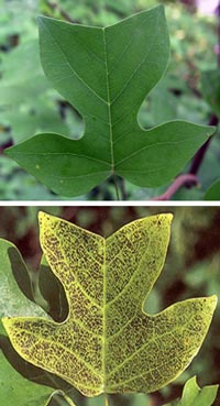 two leaves one specked and one green