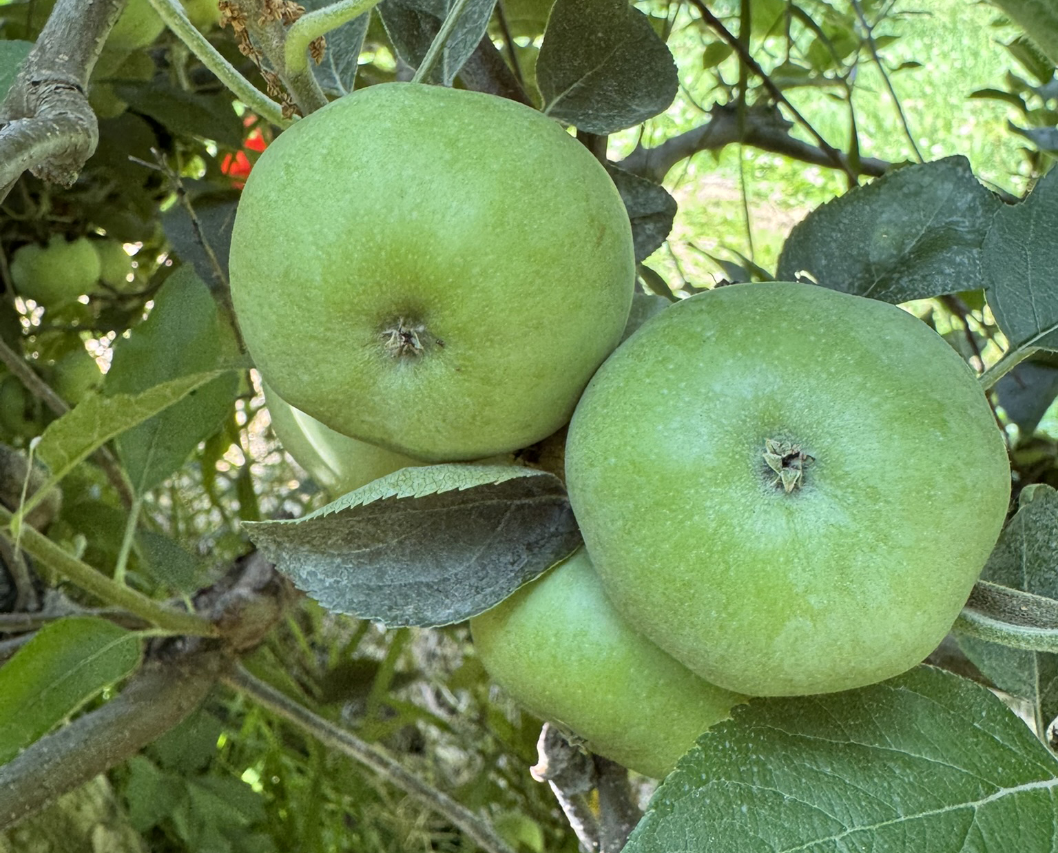 Green apples hanging from a tree.