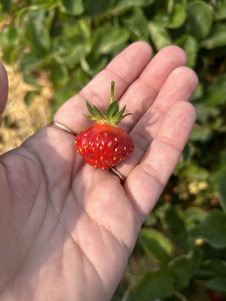 Strawberry.jpg