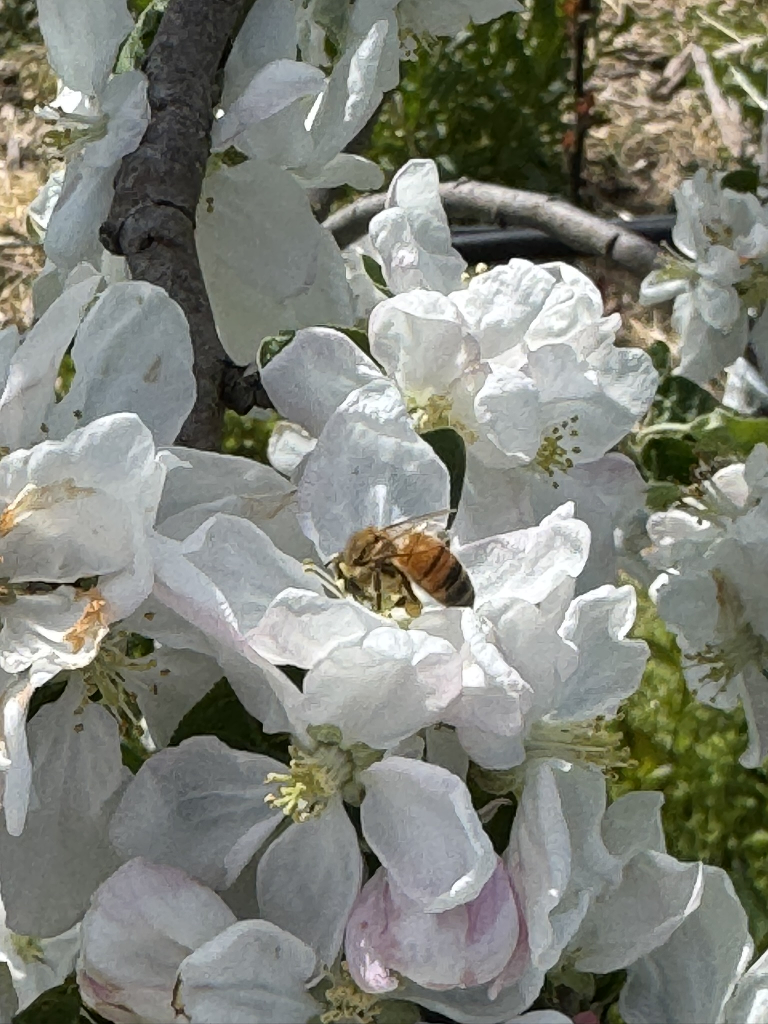 Apple_ZestarBee_Tollgate_April28_2025.JPEG